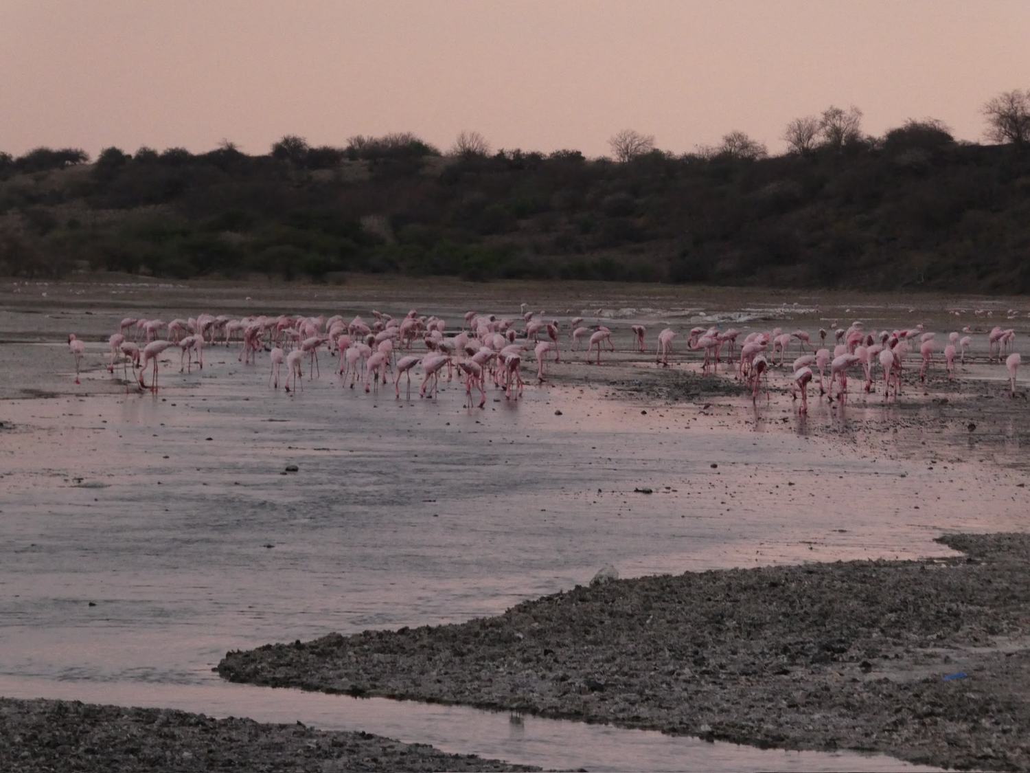 Thousands of flamingos wading across a Rift Valley lake at dusk