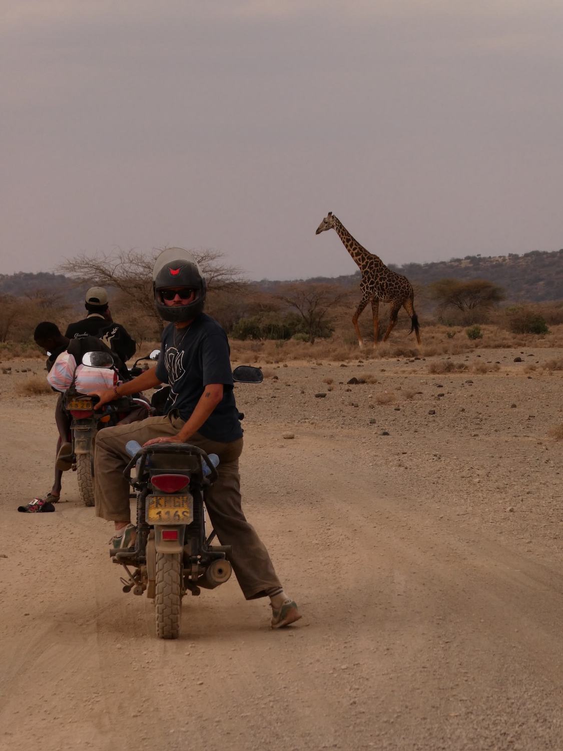 A giraffe crossing the savanna as riders pass by on motorbikes