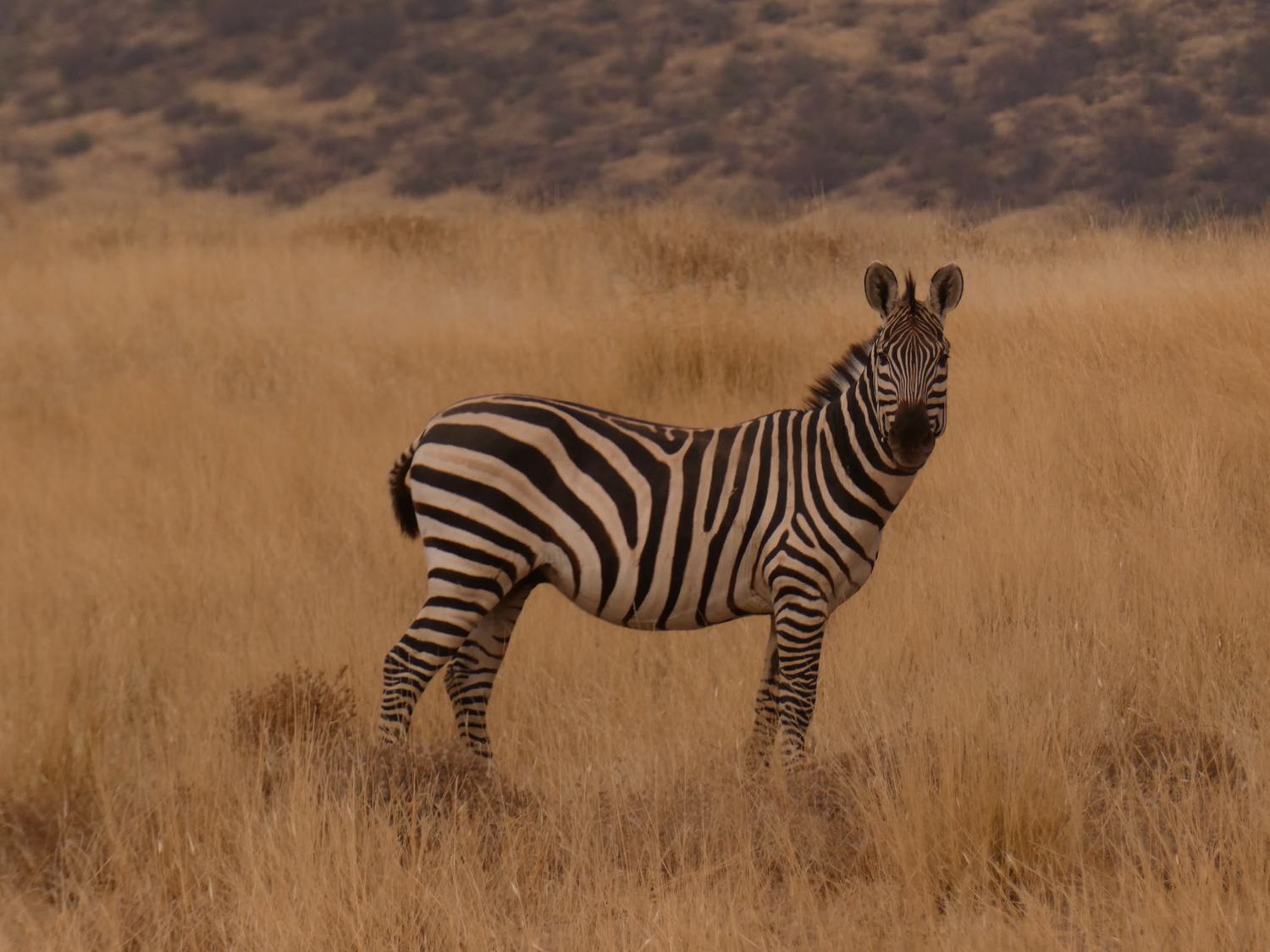 A zebra standing in golden savanna grass